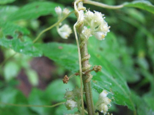 Fiveangled Dodder (Cuscuta pentagona)