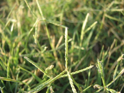 Bermuda Grass (Cynodon dactylon)