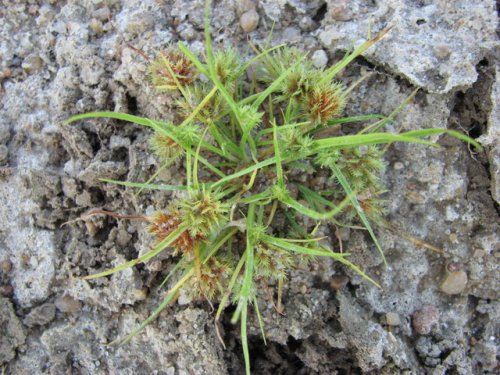 Bearded Flatsedge (Cyperus squarrosus)