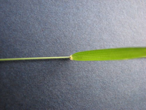 Rock Muhly (Muhlenbergia sobolifera)