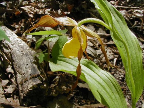 Yellow Lady's Slipper (Cypripedium pubescens)