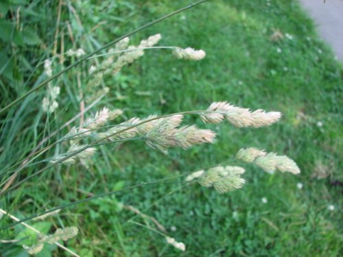 Orchardgrass (Dactylis glomerata)