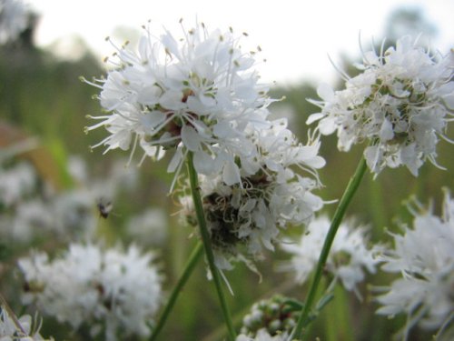 Roundhead Prairie Clover (Dalea multiflora)