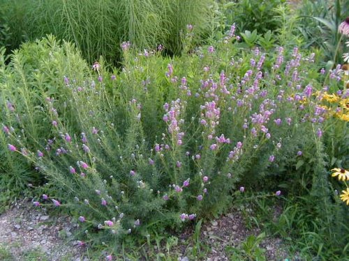 Purple Prairie Clover (Dalea purpurea)