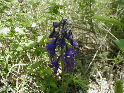 Rock Larkspur (Delphinium tricorne)