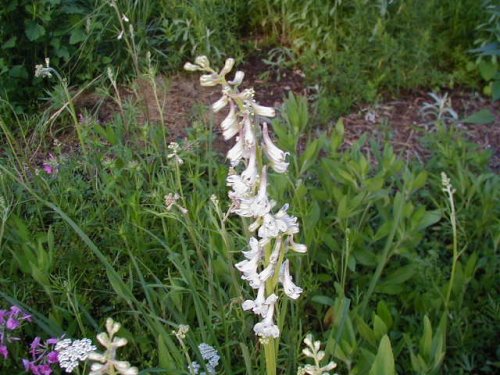 Plains Larkspur (Delphinium virescens)