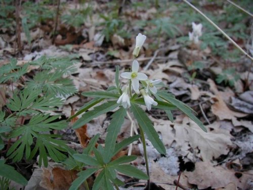 Cutleaf Toothwort (Cardamine concatenata)