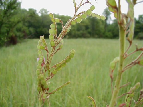 Showy Ticktrefoil (Desmodium canadense)