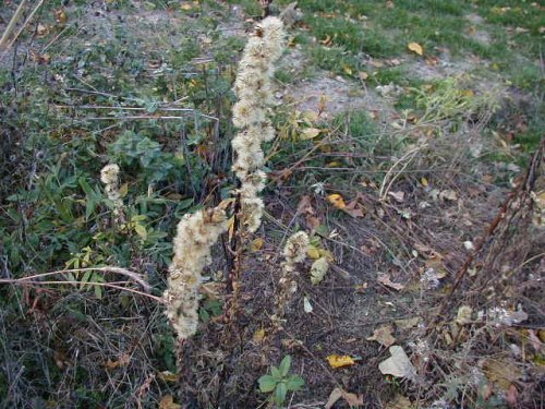 Rough Rattlesnake Root (Prenanthes aspera)