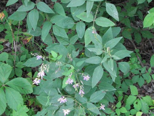 Largebract Ticktrefoil (Desmodium cuspidatum)