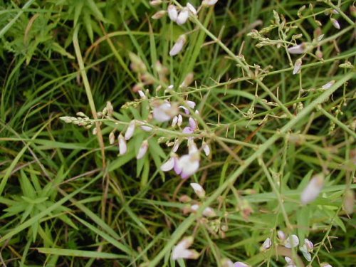 Sessile-leaved Ticktrefoil (Desmodium sessilifolium)