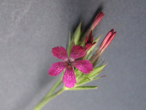 Deptford Pink (Dianthus armeria)