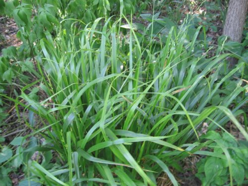 American Beakgrass (Diarrhena obovata)