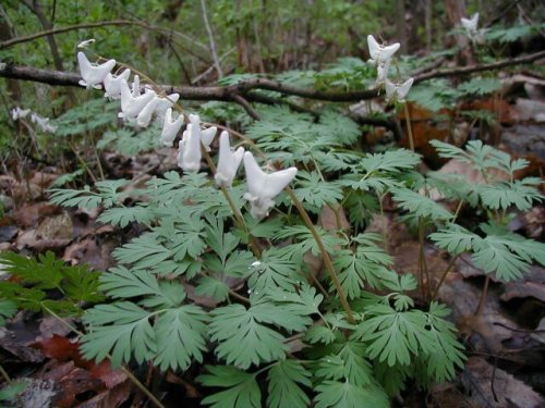 Dutchman's Breeches (Dicentra cucullaria)