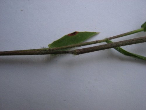 Tapered Panicgrass (Dichanthelium acuminatum)