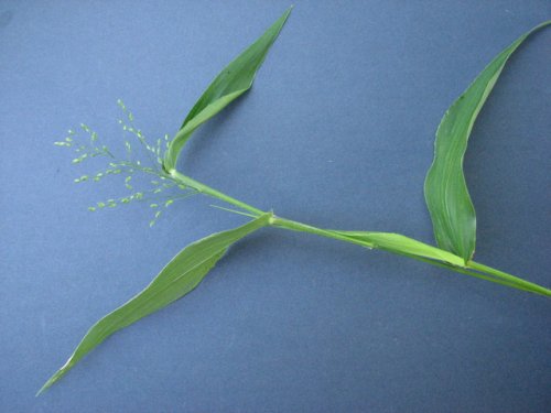 Deertongue Panicgrass (Dichanthelium clandestinum)