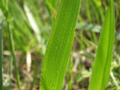 Leiberg's Panicgrass (Dichanthelium leibergii)