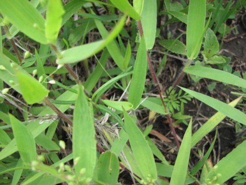 Scribners Panicgrass (Dichanthelium oligosanthes)