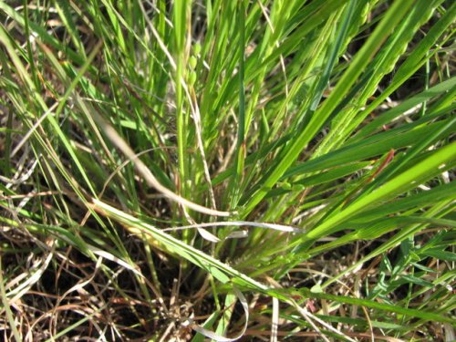 Slimleaf Panicgrass (Dichanthelium perlongum)