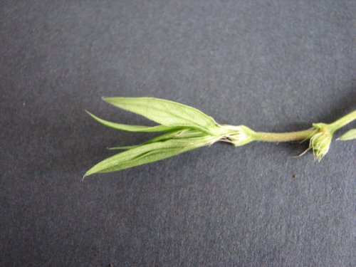 Rough Buttonweed (Diodia teres)