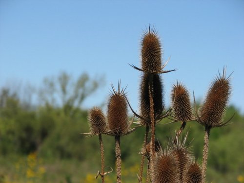 Fuller's Teasel (Dipsacus fullonum)