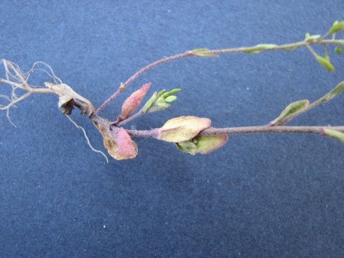 Shortpod Draba (Draba brachycarpa)