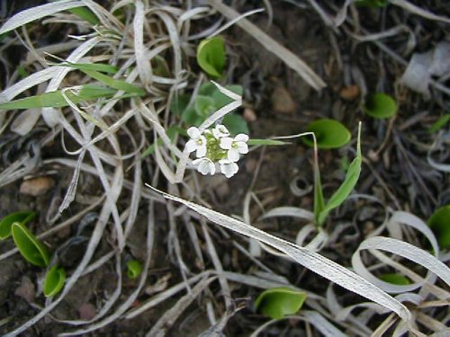 Wedgeleaf Draba (Draba cuneifolia)