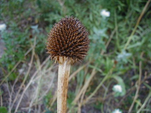 Topeka Coneflower (Echinacea atrorubens)