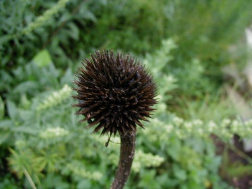 Pale Coneflower (Echinacea pallida)