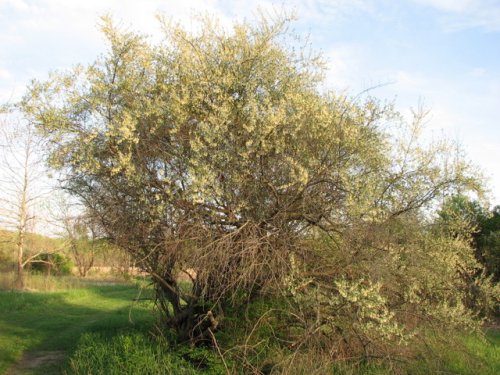 Autumn Olive (Elaeagnus umbellata)