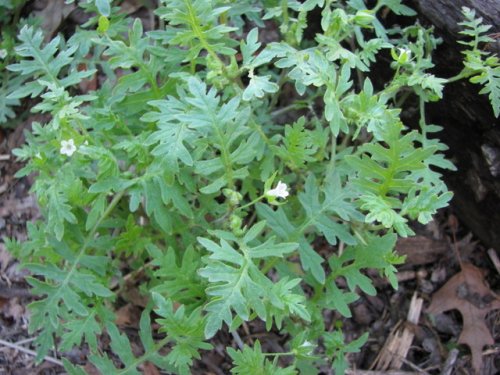 Waterpod (Ellisia nyctelea)