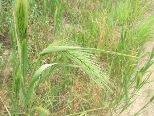 Canada Wildrye (Elymus canadensis)