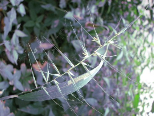 Bottlebrush Grass (Elymus hystrix)