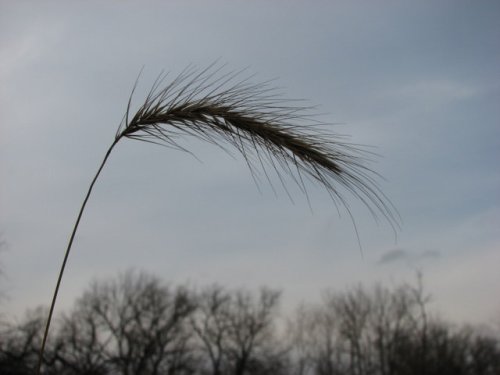 Hairy Wild Rye (Elymus villosus)