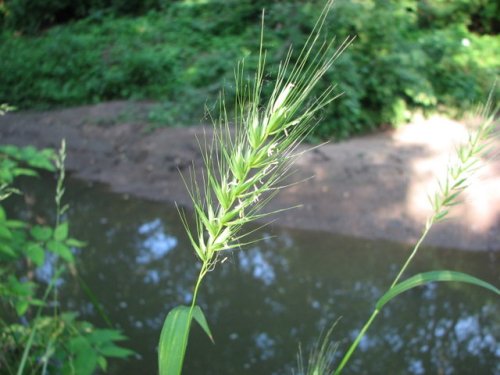 Virginia Wildrye (Elymus virginicus)