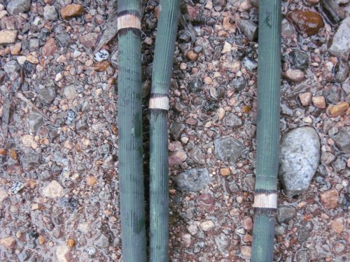 common scouring-rush (Equisetum hyemale)