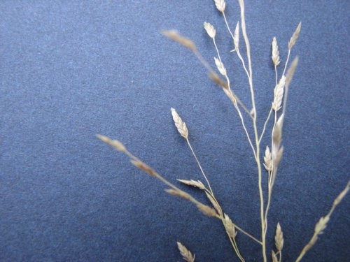 Carolina Love Grass (Eragrostis pectinacea)