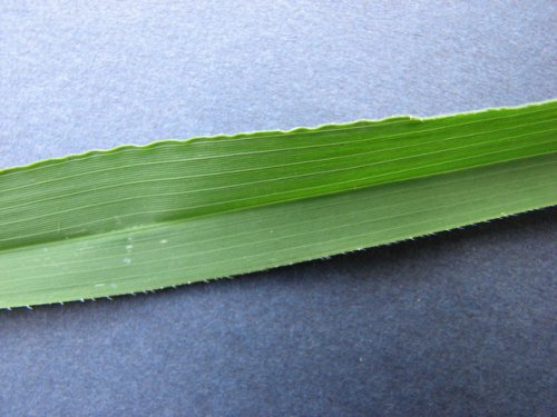 Rice Cutgrass (Leersia oryzoides)