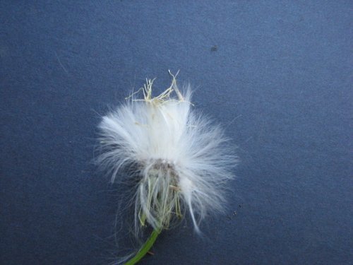 American Burnweed (Erechtites hieracifolius)