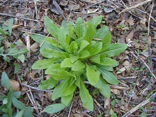 Philadelphia Fleabane (Erigeron philadelphicus)