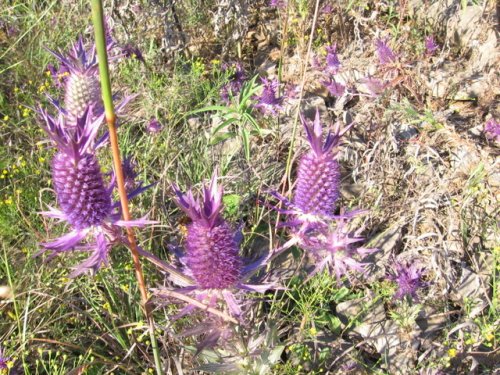 Leavenworth Eryngo (Eryngium leavenworthii)