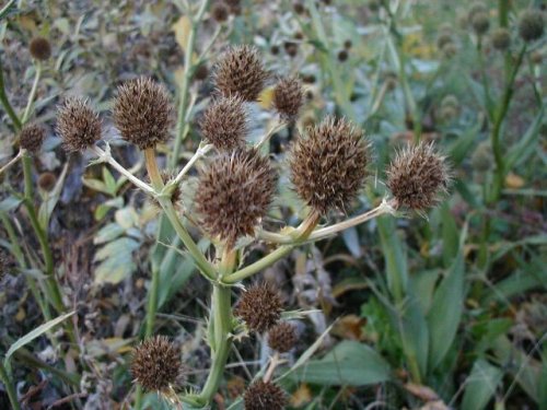 Rattlesnake Master (Eryngium yuccifolium)