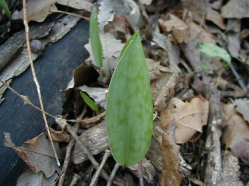 White Fawn Lily (Erythronium albidum)