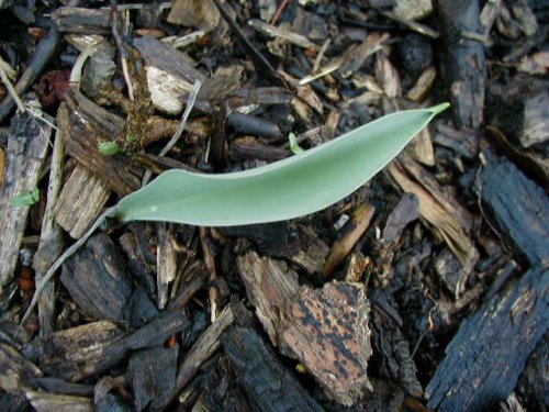 Midland Fawn Lily (Erythronium mesochoreum)