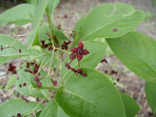 Eastern Wahoo (Euonymus atropurpureus)