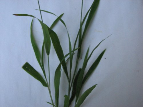 Whitegrass (Leersia virginica)