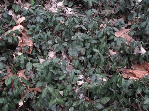 Winter Creeper (Euonymus fortunei)