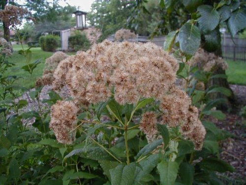 Sweet Joe-Pye (Eupatorium purpureum)