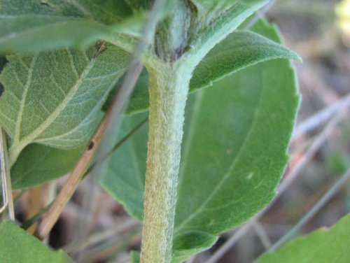 Sumpweed (Iva annua)