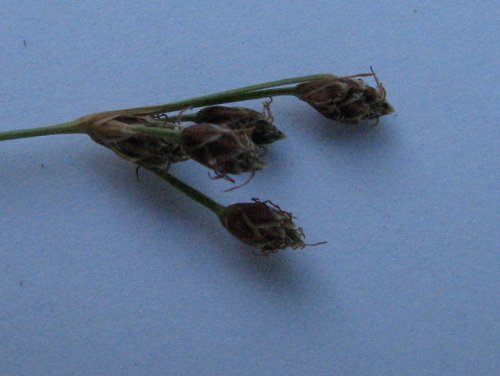 Hairy Fimbry (Fimbristylis puberula)